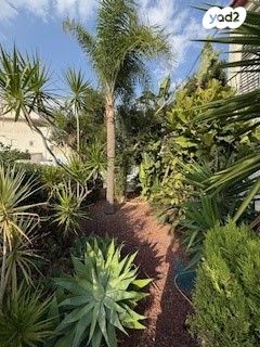 דירת גן, שפרינצק 14, שיכוני מזרחי, כפר סבא