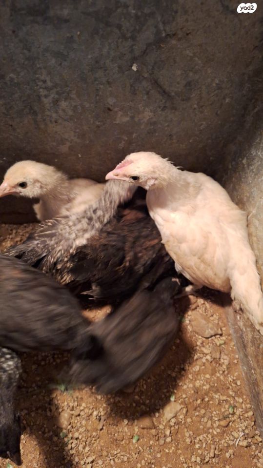 תמונת מודעה - חיות מחמד