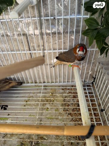 תמונת מודעה - חיות מחמד