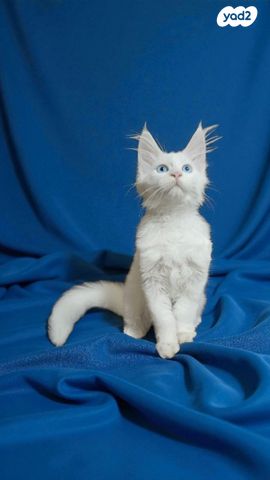 תמונת מודעה - חיות מחמד