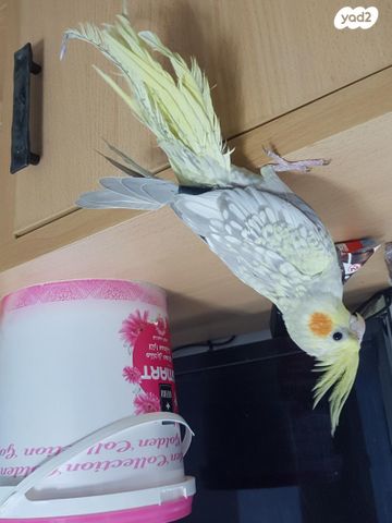 תמונת מודעה - חיות מחמד