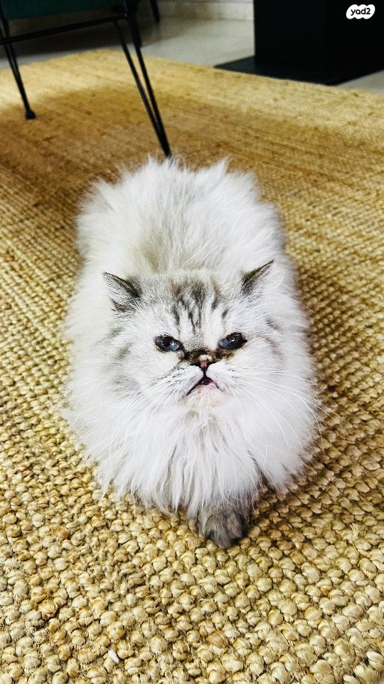 תמונת מודעה - חיות מחמד