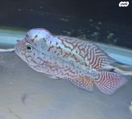 תמונת מודעה - חיות מחמד