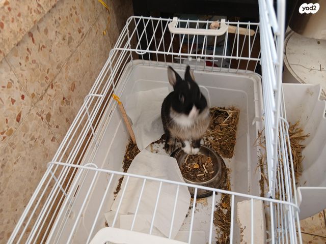 תמונת מודעה - חיות מחמד