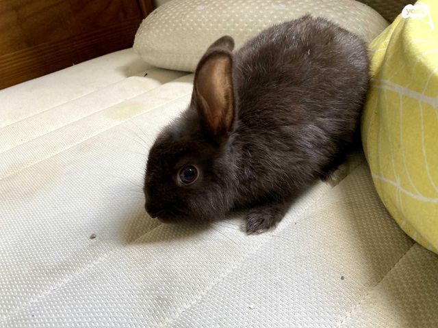 תמונת מודעה - חיות מחמד