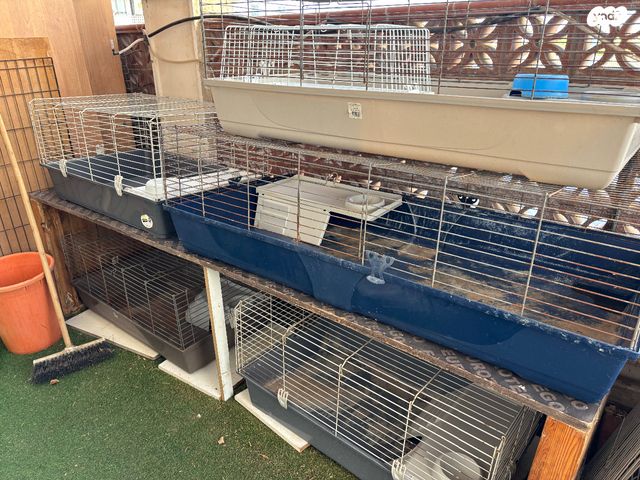 תמונת מודעה - חיות מחמד