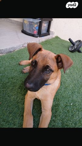 תמונת מודעה - חיות מחמד