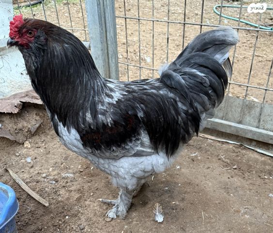 תמונת מודעה - חיות מחמד