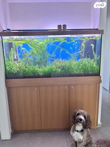 תמונת מודעה - חיות מחמד