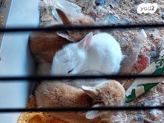 תמונת מודעה - חיות מחמד