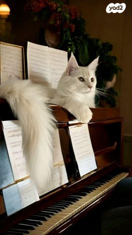 תמונת מודעה - חיות מחמד