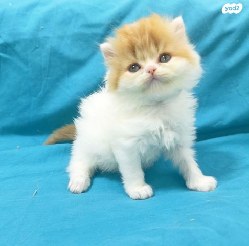 תמונת מודעה - חיות מחמד