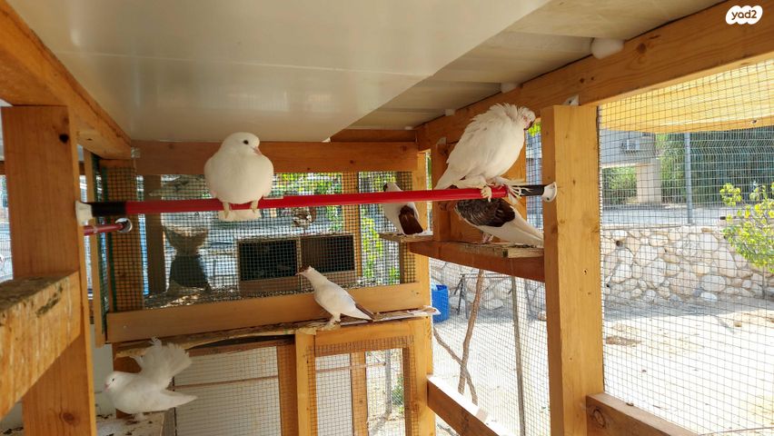 תמונת מודעה - חיות מחמד