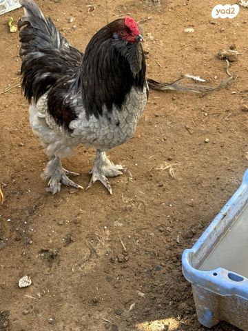 תמונת מודעה - חיות מחמד