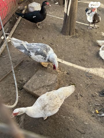 תמונת מודעה - חיות מחמד