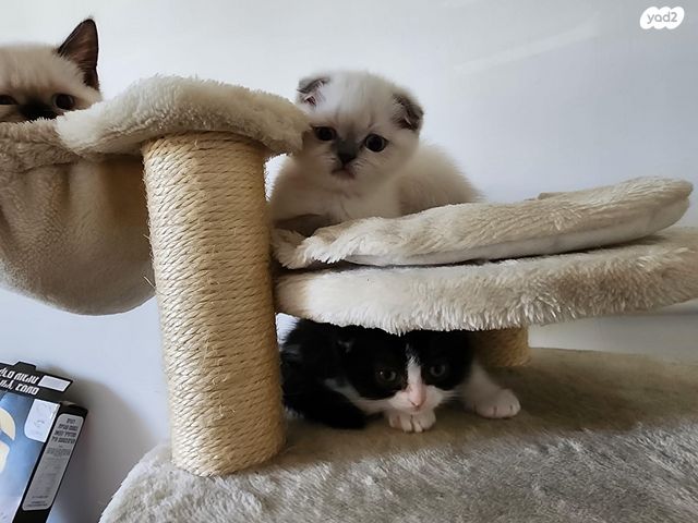 תמונת מודעה - חיות מחמד