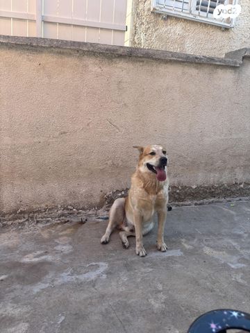 תמונת מודעה - חיות מחמד