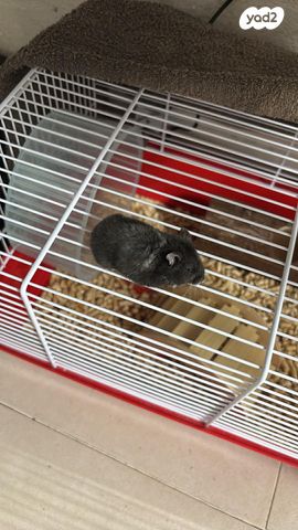 תמונת מודעה - חיות מחמד