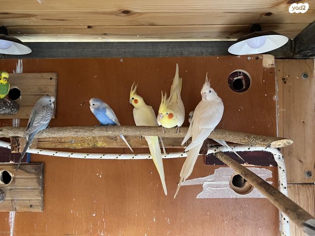 תמונת מודעה - חיות מחמד