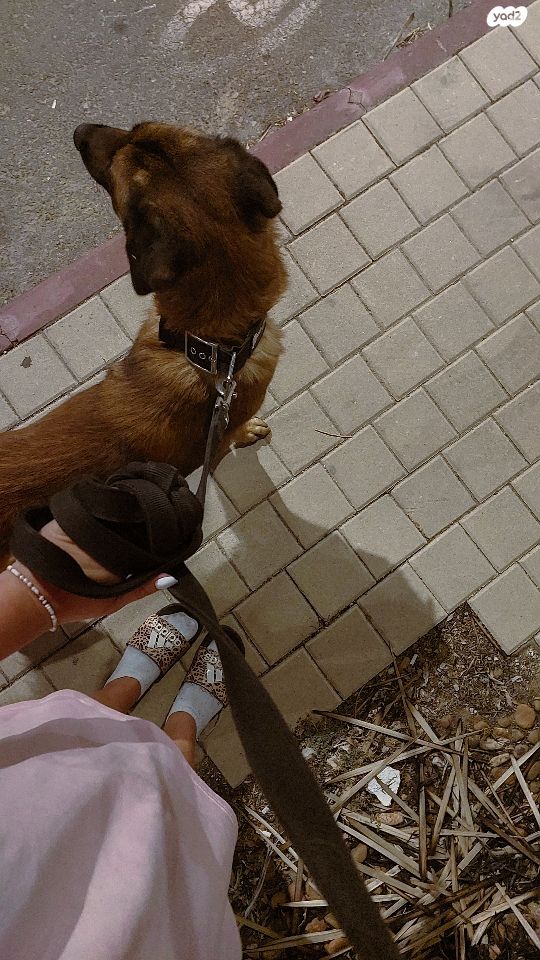 תמונת מודעה - חיות מחמד