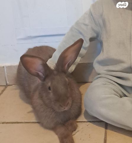 תמונת מודעה - חיות מחמד