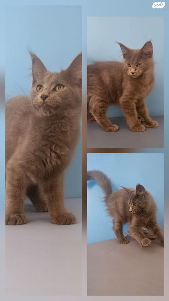 תמונת מודעה - חיות מחמד