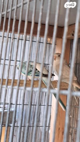 תמונת מודעה - חיות מחמד