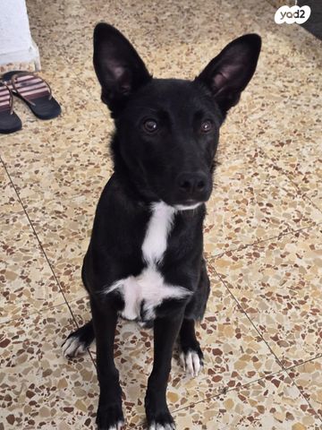 תמונת מודעה - חיות מחמד