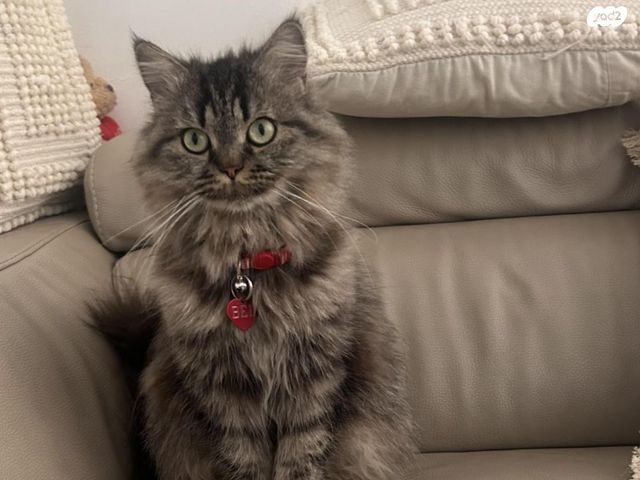 תמונת מודעה - חיות מחמד