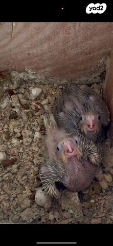 תמונת מודעה - חיות מחמד