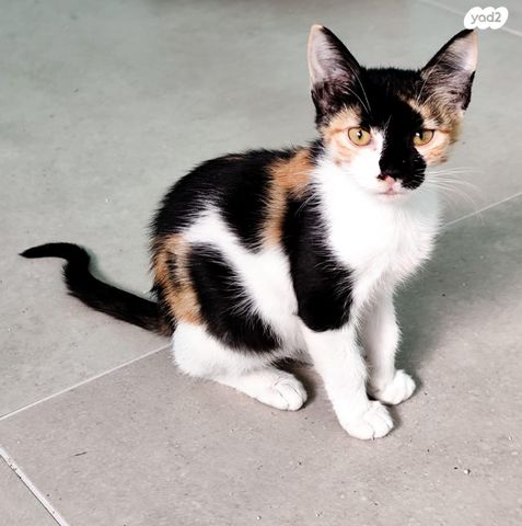 תמונת מודעה - חיות מחמד