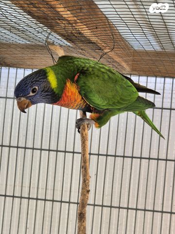 תמונת מודעה - חיות מחמד