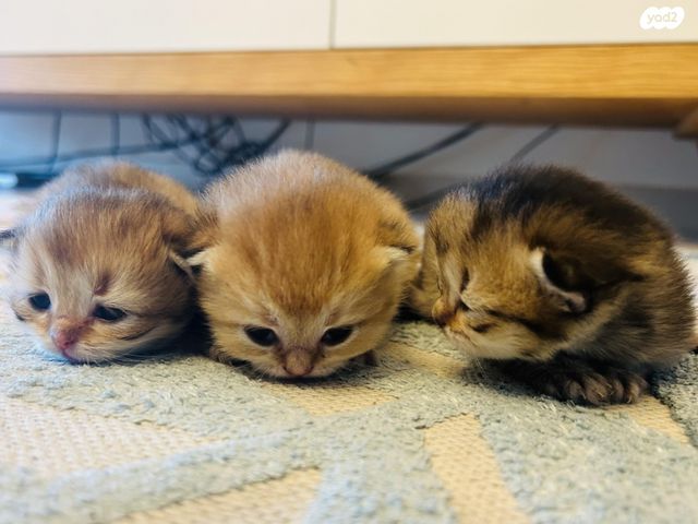 תמונת מודעה - חיות מחמד