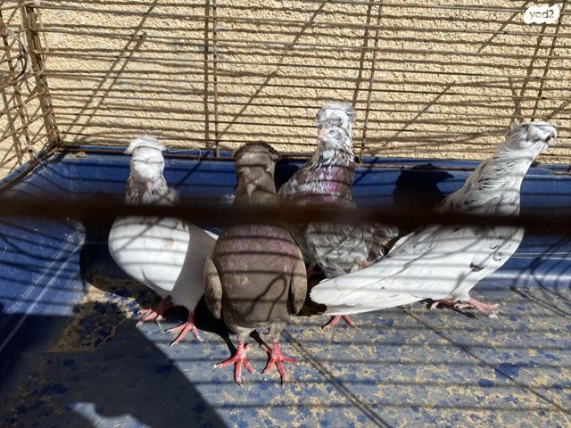 תמונת מודעה - חיות מחמד