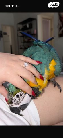 תמונת מודעה - חיות מחמד