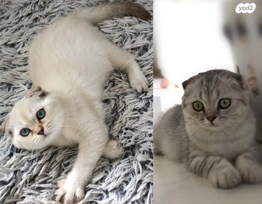 תמונת מודעה - חיות מחמד