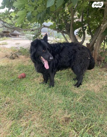 תמונת מודעה - חיות מחמד