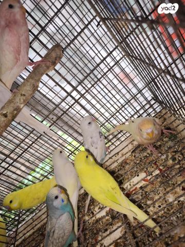 תמונת מודעה - חיות מחמד