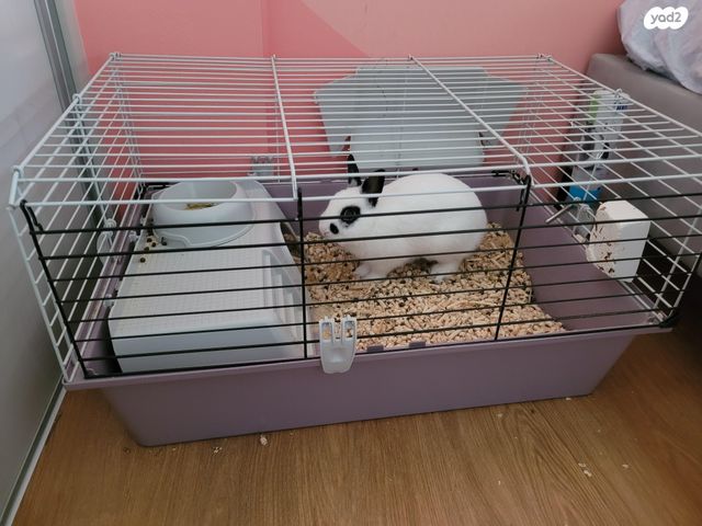 תמונת מודעה - חיות מחמד