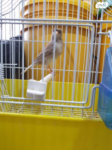 תמונת מודעה - חיות מחמד