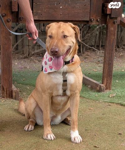 תמונת מודעה - חיות מחמד