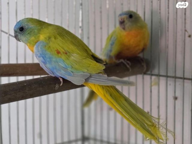 תמונת מודעה - חיות מחמד