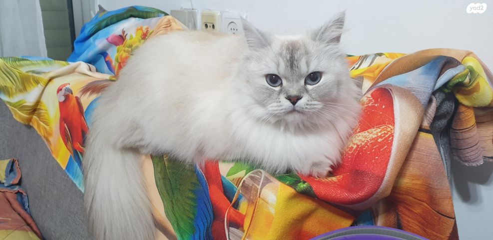 תמונת מודעה - חיות מחמד