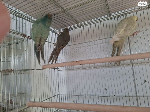 תמונת מודעה - חיות מחמד