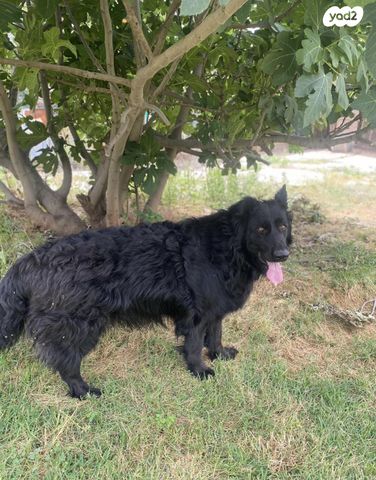 כלב רועה גרמני