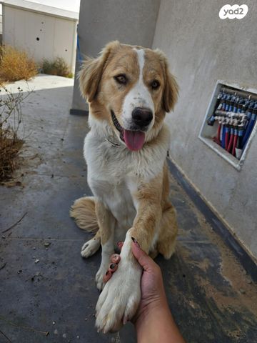 תמונת מודעה - חיות מחמד