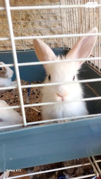 מכרסם ארנב \ שפן