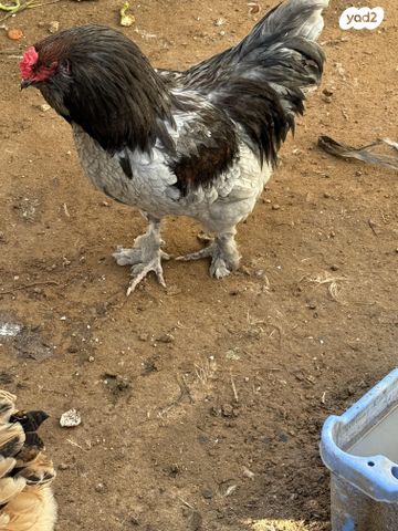 חיית משק ברהמה