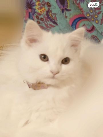 חתול אנגורה