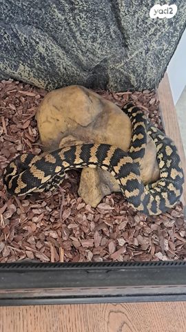 זוחל ג'אנגל